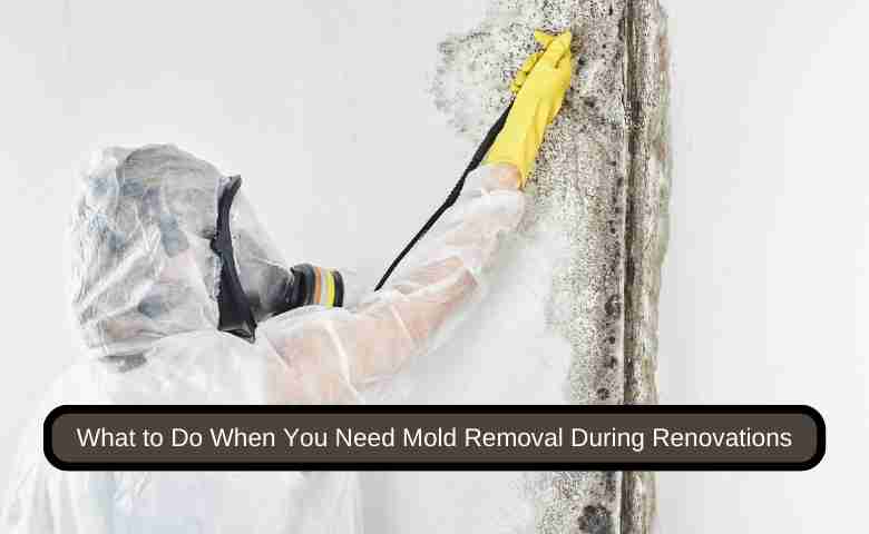 Mold removal process during a home renovation