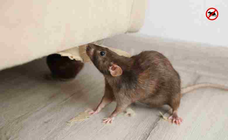 Preventing pest infestations on a construction site with safety measures.